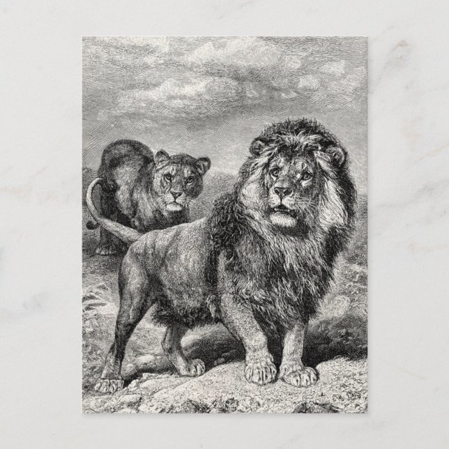 Vintage 1800er Lion Lionesse Big Cat Illustration Postkarte (Vorderseite)