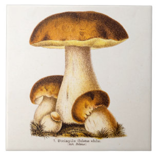 Vintage 1800er Pilz Essbare Pilze Vorlage Fliese