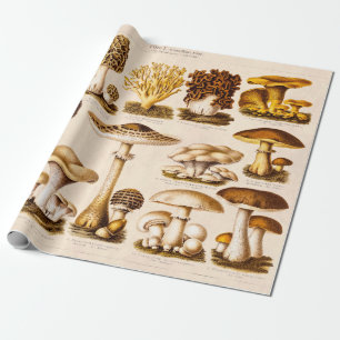Vintage 1800er Pilzsorten Pilze Vorlage Geschenkpapier