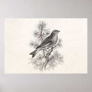 Vintage 1800er Rosen-Hänfling Singvogel Finken Vög Poster