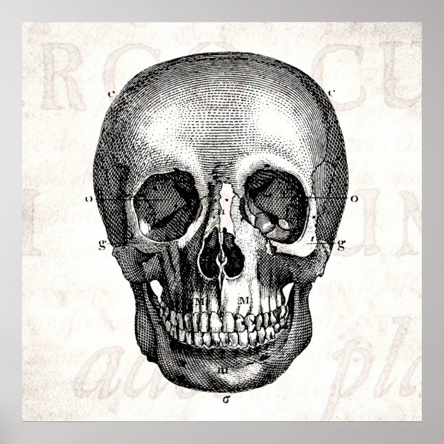 Vintage 1800er Skull Retro Anatomisch Alt Zeichnen Poster (Vorne)