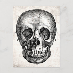 Vintage 1800er Skull Retro Anatomisch Alt Zeichnen Postkarte