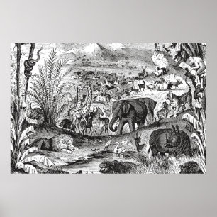 Vintage 1800s afrikanische Tierillustrations-Tiere Poster