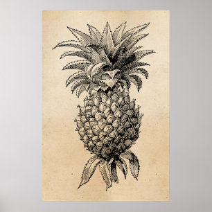 Vintage 1800s Ananas-Illustrations-Ananas Poster