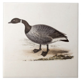 Vintage 1800s Brent-Gans - Retro Gans-Schablone Fliese