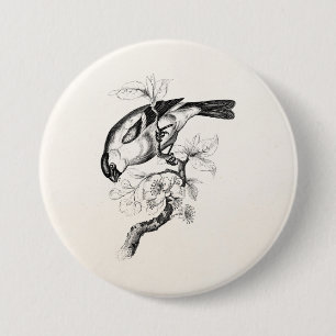 Vintage 1800s Bullfinch-Vogel-Illustration - Vöge Button