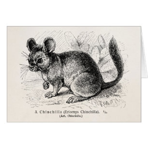Vintage 1800s Chinchilla-Chinchilla-Illustration