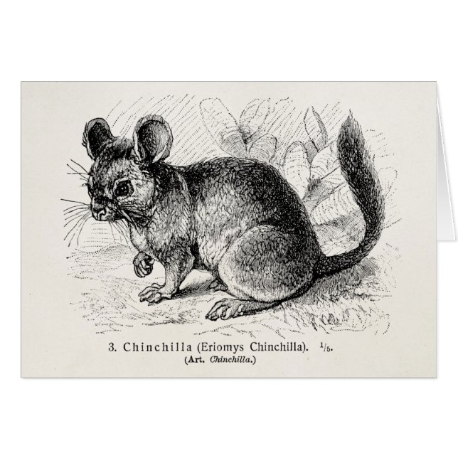 Vintage 1800s Chinchilla-Chinchilla-Illustration (Vorderseite (Horizontal))