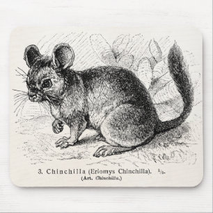 Vintage 1800s Chinchilla-Chinchilla-Illustration Mousepad