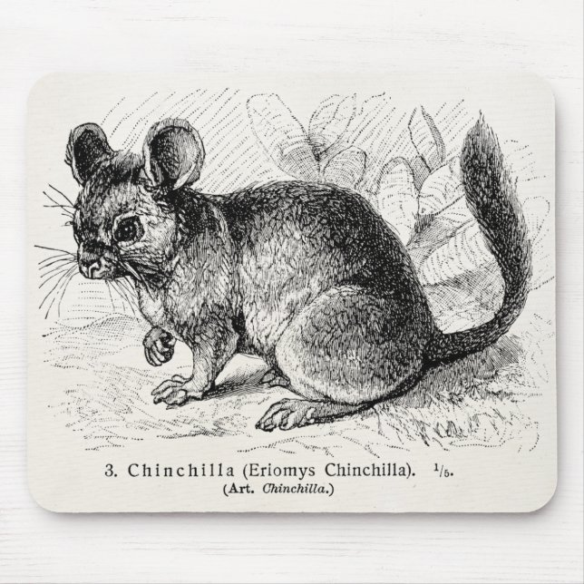 Vintage 1800s Chinchilla-Chinchilla-Illustration Mousepad (Vorne)