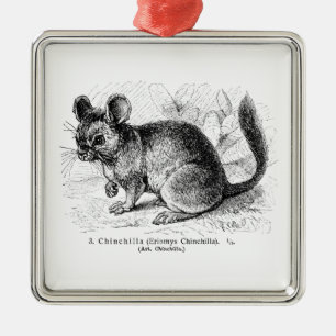 Vintage 1800s Chinchilla-Chinchilla-Illustration Ornament Aus Metall