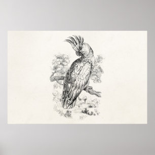 Vintage 1800s Cockatoo Parrot Bird Cockatiel Birds Poster