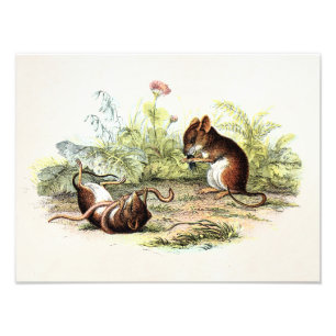 Vintage 1800s Ernte-Mäuseillustrations-Mäuse Fotodruck