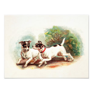Vintage 1800s Fox-Terrier-Hunde - Fotodruck