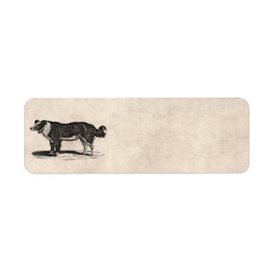 Vintage 1800s Grenzcollie-Hundeillustration