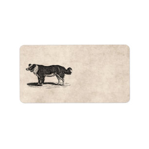 Vintage 1800s Grenzcollie-Hundeillustration Adressaufkleber