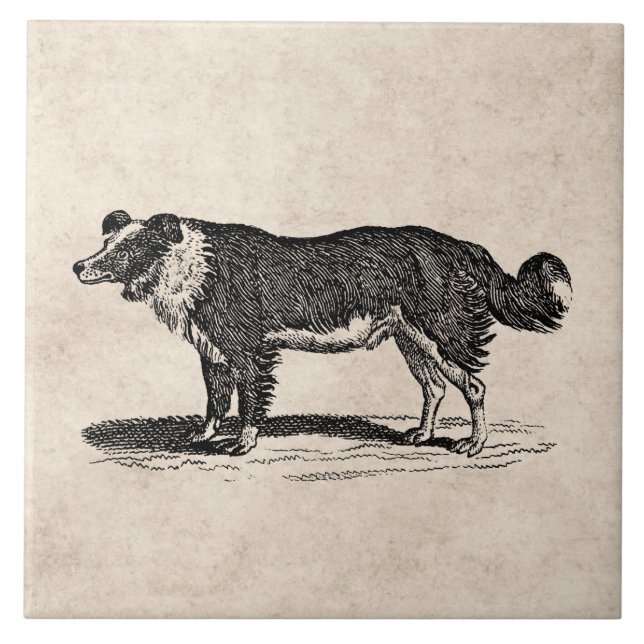 Vintage 1800s Grenzcollie-Hundeillustration Fliese (Vorderseite)
