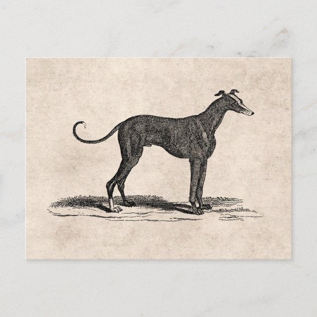 Vintage 1800s Greyhound Dog Illustration - Dogs Postkarte
