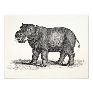 Vintage 1800s Hippopotamus-Illustration - Fotodruck