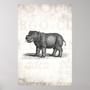 Vintage 1800s Hippopotamus-Illustration - Poster