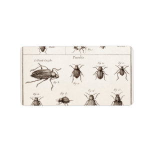 Vintage 1800s Insekten-Wanzen-Käfer-Illustration Adressaufkleber