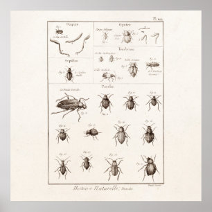 Vintage 1800s Insekten-Wanzen-Käfer-Illustration Poster