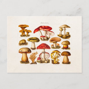 Vintage 1800s Mushroom Variety Red Mushrooms Postkarte