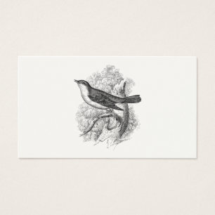 Vintage 1800s Nachtigall-Vogel-Illustrations-Vöge