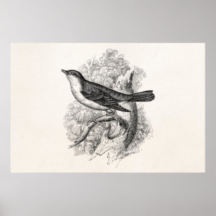 Vintage 1800s Nachtigall-Vogel-Illustrations-Vögel Poster