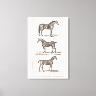 Vintage 1800s Pferdealte Zucht-arabisches Leinwanddruck