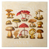 Vintage 1800s Pilz-Vielzahl-Rot-Pilze