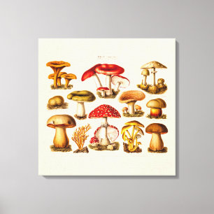 Vintage 1800s Pilz-Vielzahl-Rot-Pilze Leinwanddruck