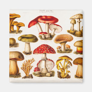Vintage 1800s Pilz-Vielzahl-Schablone Magnet