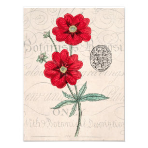 Vintage 1800s roter Blumen-BotanikCinquefoil Fotodruck