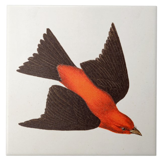 Vintage 1800s Scarlettanager-Vogel-Singvogel-Vögel Fliese (Vorderseite)