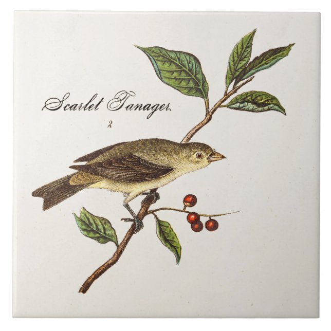 Vintage 1800s Scarlettanager-Vogel-Singvogel-Vögel Fliese (Vorderseite)