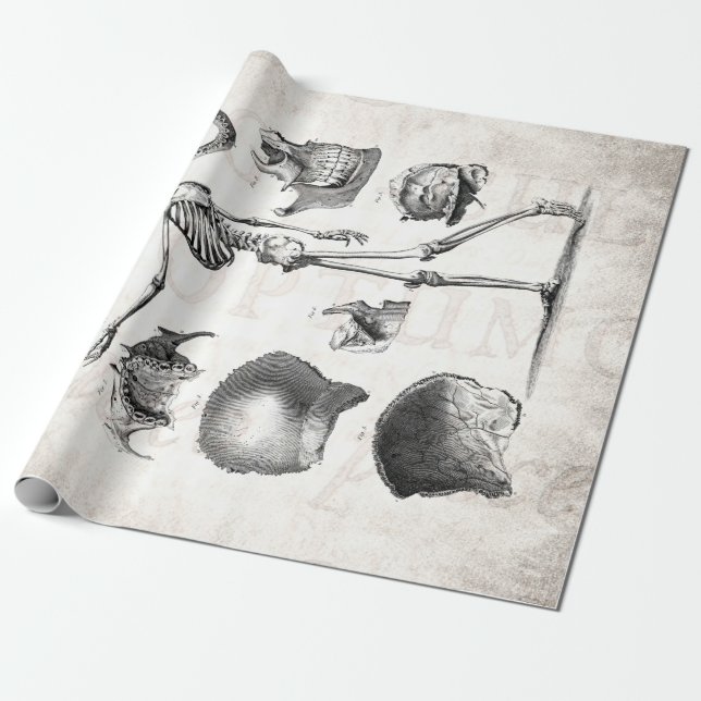 Vintage 1800s Skeleton antike Anatomie-Skelette Geschenkpapier (Ungerollt)