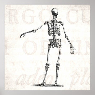 Vintage 1800s Skeleton antike Anatomie-Skelette Poster