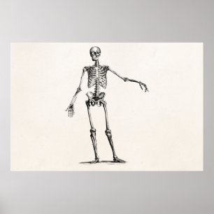 Vintage 1800s Skeleton Retro Anatomie-Skelette Poster