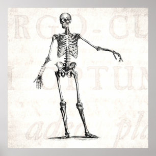 Vintage 1800s Skeleton Retro Skelett-Anatomie Poster