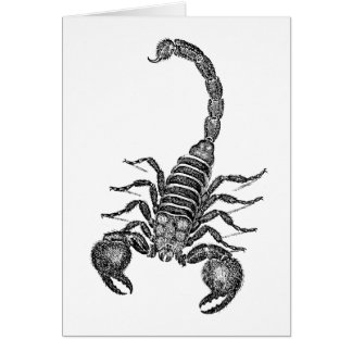 Vintage 1800s Skorpions-Illustration - Skorpione