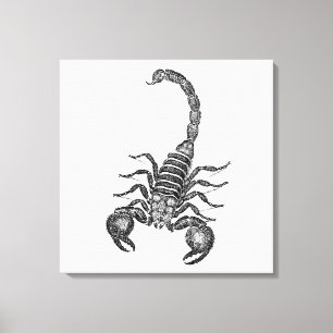 Vintage 1800s Skorpions-Illustration - Skorpione Leinwanddruck