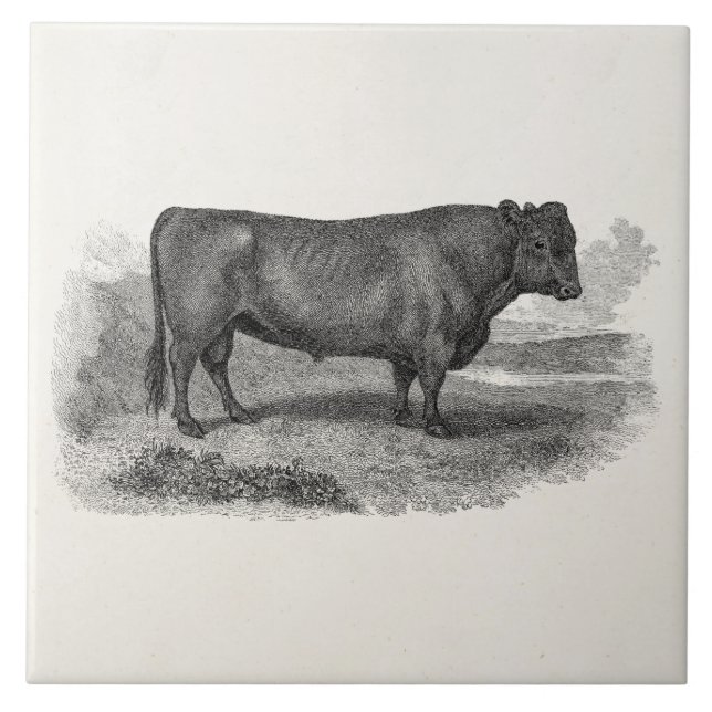 Vintage 1800s Stier-Illustrations-Retro Kuh-Stiere Fliese (Vorderseite)