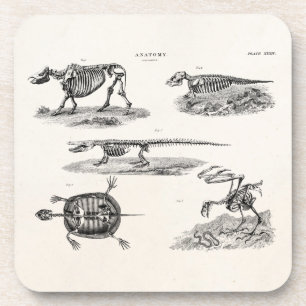 Vintage 1800s Tierskelett-antike Anatomie Getränkeuntersetzer