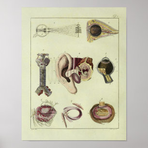 Vintage 1820 Augen-Ohren-Anatomie-Kunstdruck Poster