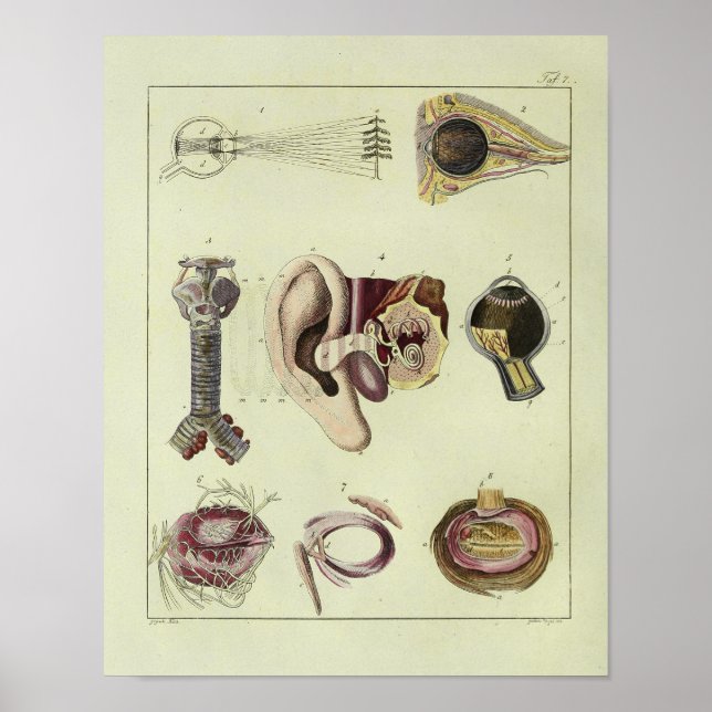 Vintage 1820 Augenanatomie Kunstdruckkunst Poster (Vorne)