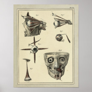 Vintage 1831 Anatomie-Druck der Augenmuskeln Poster