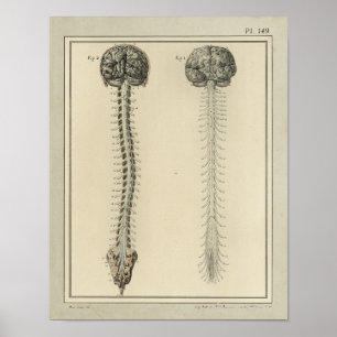 Vintage 1831 Anatomie-Druck von Gehirn und Rückenm Poster