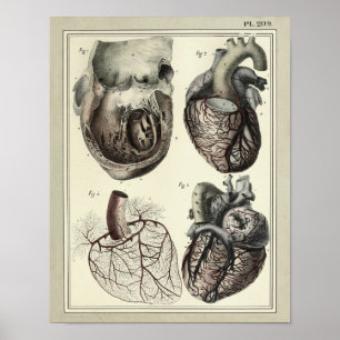 Vintage 1831 Herzarterien Anatomie Druck Poster