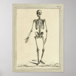 Vintage 1831 Skelett Anatomie Druck Poster